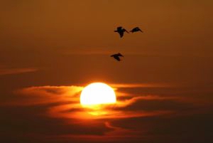 Sunrise with birds